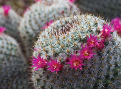 pinchusion